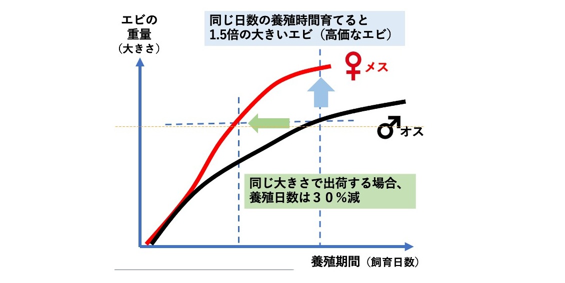 成長比較グラフ